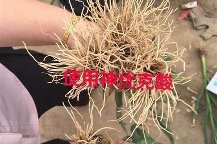 农作物白根有劲、黄根保命、黑根有病、灰根要命,这是为什么？