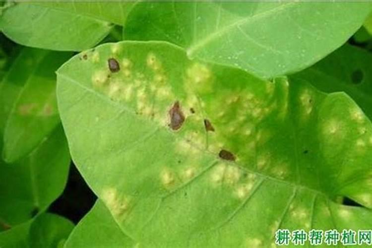 空心菜炭疽病发病原因！如何防治空心菜炭疽病？