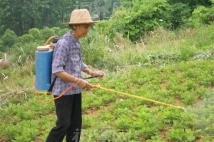 夏季打药防药害：安全施药的智慧策略