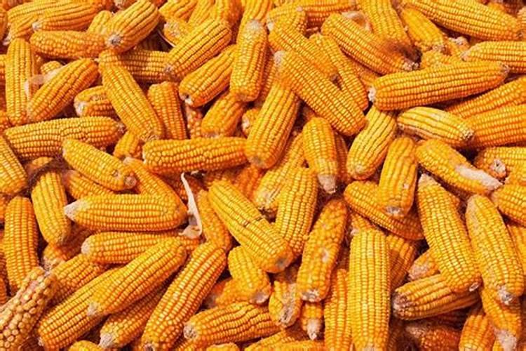 夏玉米苗期：守护绿意，防治病虫