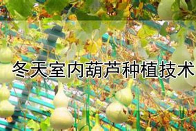 冬日绿意：室内葫芦种植全攻略