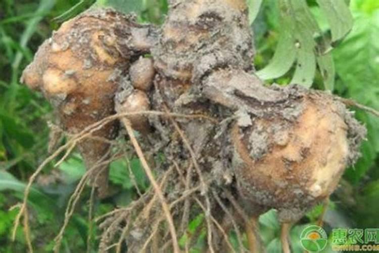 附子种植多久能浇水？