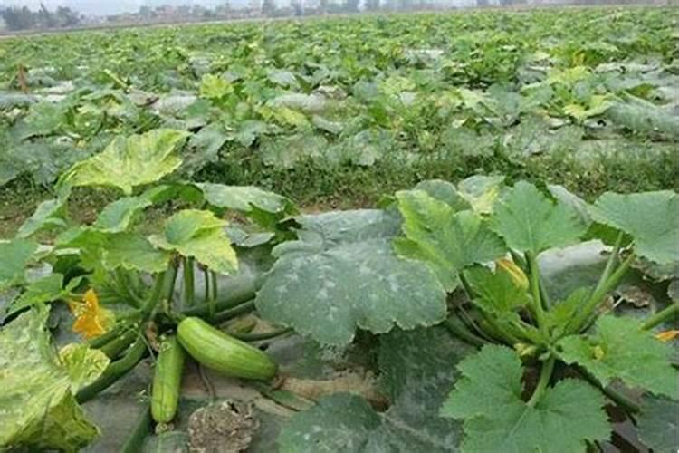 西葫芦烂瓜的绿色防线：有效防治与技巧解析