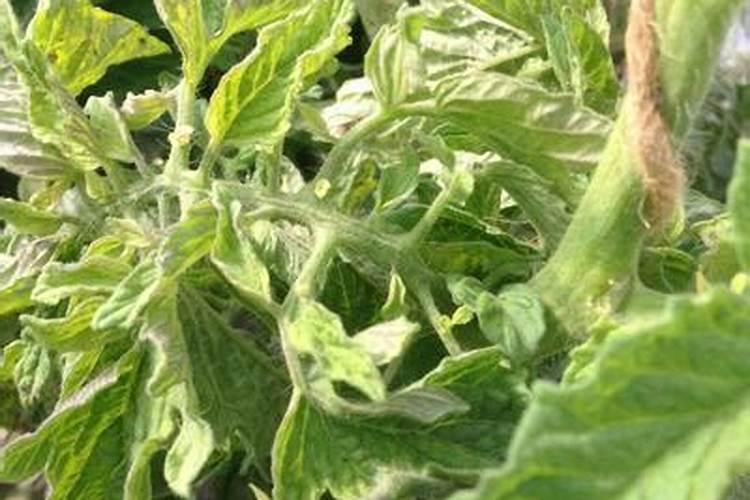 番茄小叶症防治方法要点？