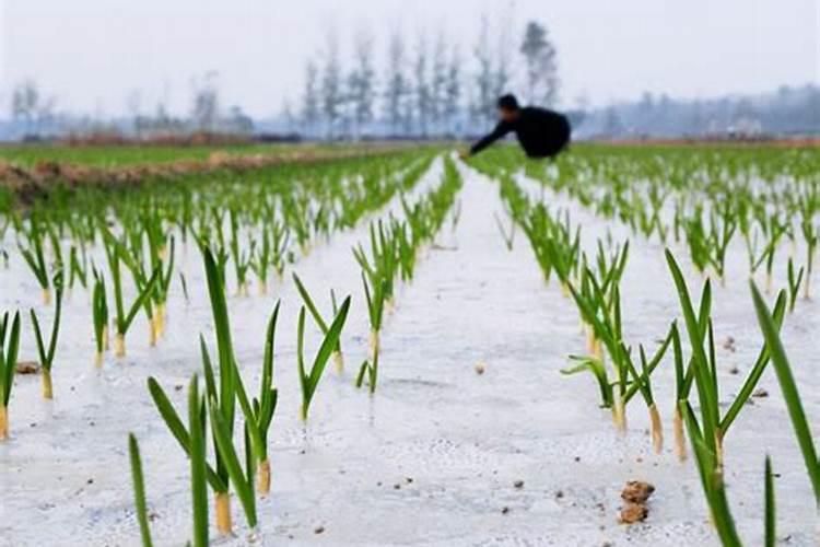 地膜大蒜高产种植方法技术——农业创新之路？