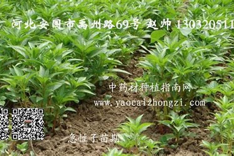急性子种植技术要点