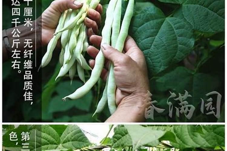 豆角追肥技巧：科学施肥，丰收在望
