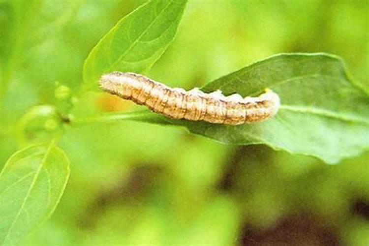 战胜棉田之患：今年棉铃虫防治农药新选择
