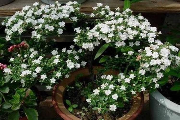 为什么六月雪不开花，以下5种原因都会导致它不开花？