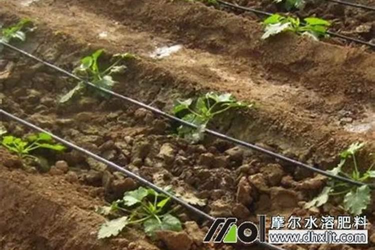 土豆水溶冲施肥怎么往地里冲