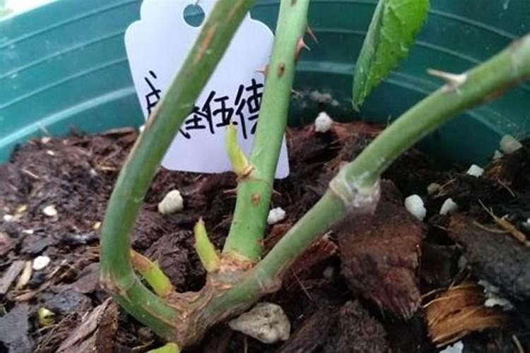压枝后要施高氮肥吗为什么要浇水？
