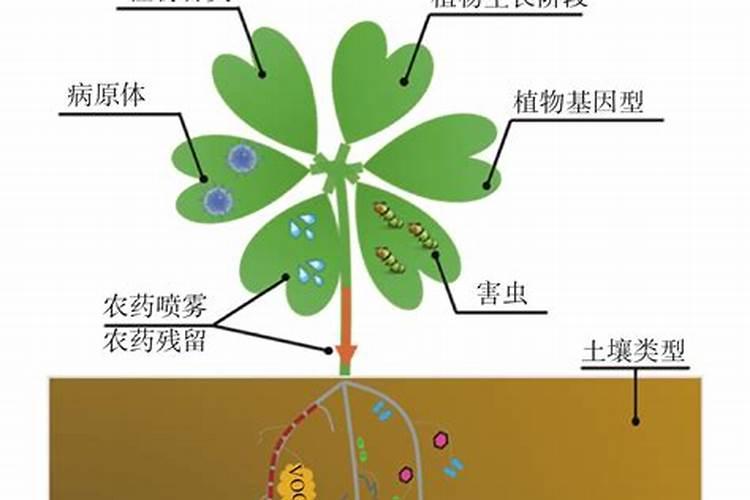 乙酸铜灌根有什么作用