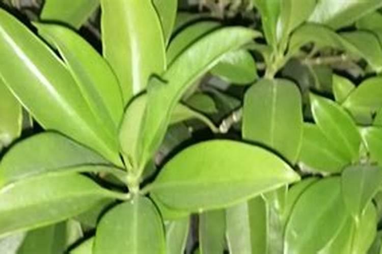 平安树施肥方法,用什么肥好