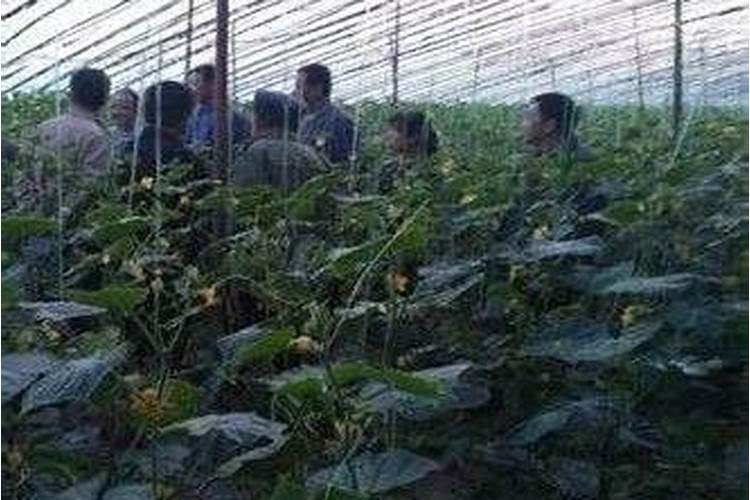 绿意盎然：黄瓜缺钙症状识别与科学施肥策略