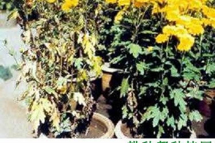 菊花黄萎病防治指南：对症下药，重拾花容