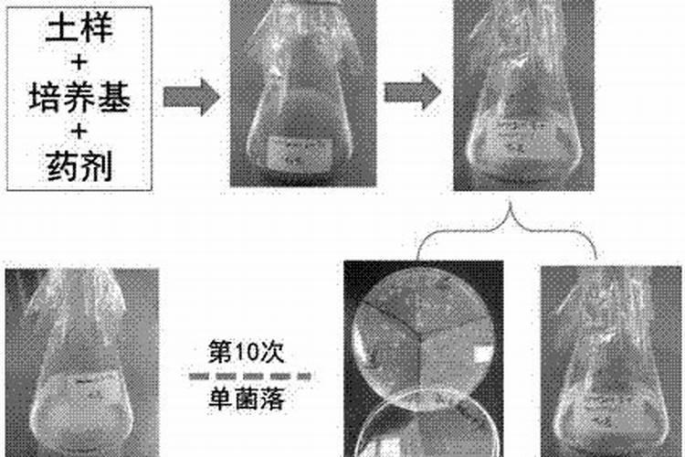 二氯喹啉酸药物残留的解除方法