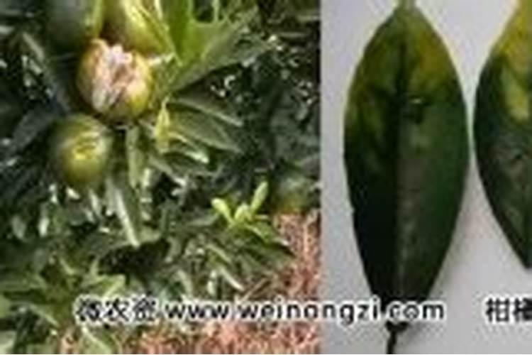 常见果树缺钙症状表现大全？