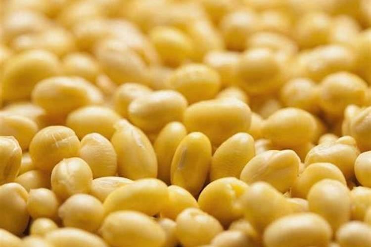 大豆守护战：防虫攻略与时机把握