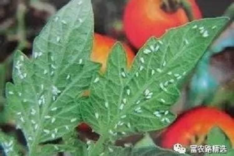 棚室蔬菜的守护者：蚜虫与白粉虱防治全攻略