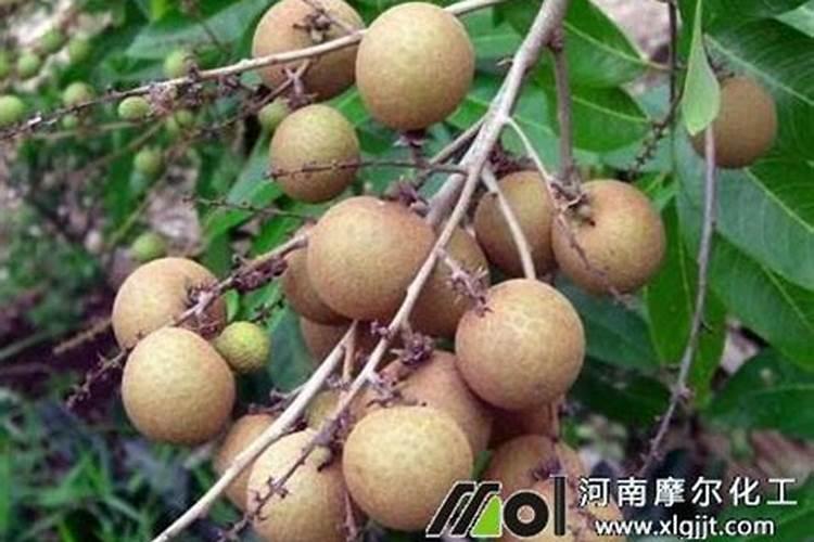 哪种糖类对荔枝龙眼叶面喷施较好？