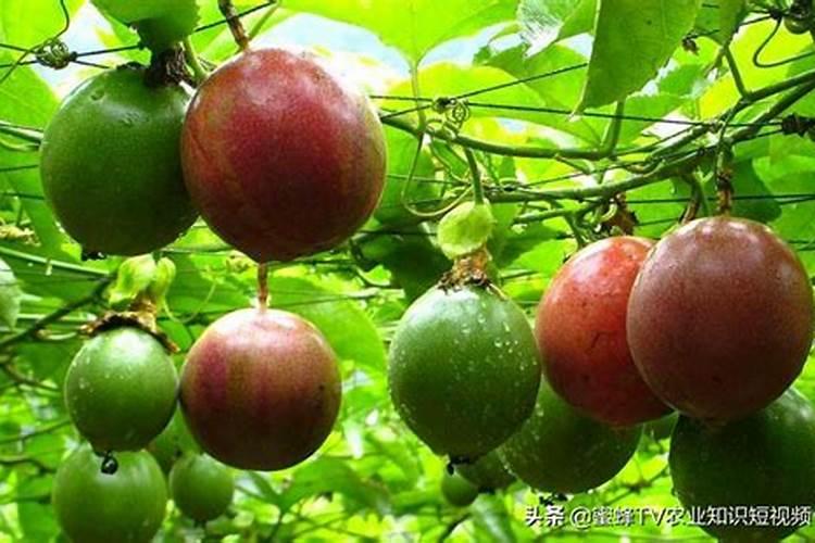 百香果栽培的艺术：从种植到丰收的技术揭秘