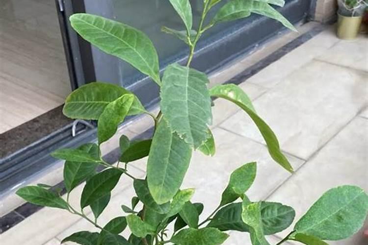 绿意盎然：柠檬盆栽的养护秘籍