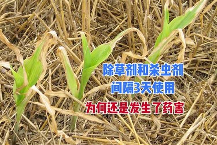 喷洒过除草剂的玉米地,后期仍长满杂草。如何预防？