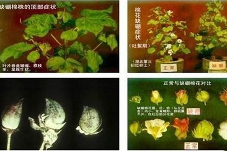 大豆根少而小是由于缺乏哪种微量元素？
