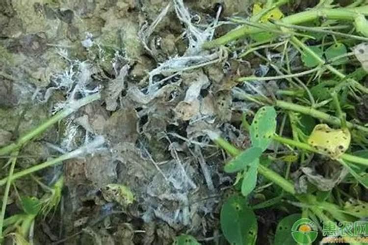 莴笋白绢病病害症状有哪些？