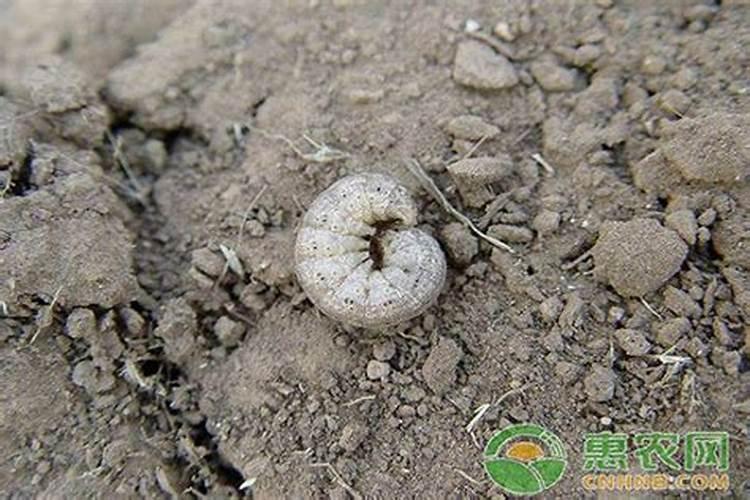 如何防治小地老虎？