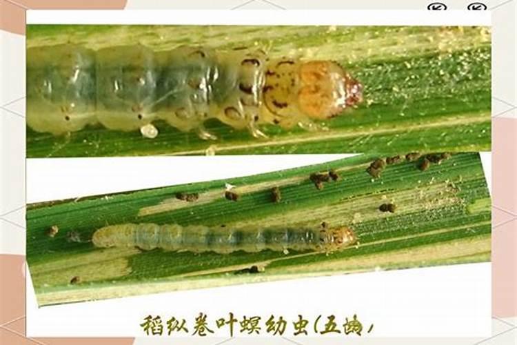 水稻螟虫怎样识别和防治？