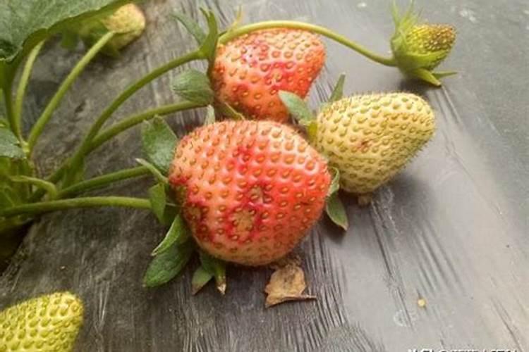草莓烂果的诊断与治疗：解析成因，精准施策
