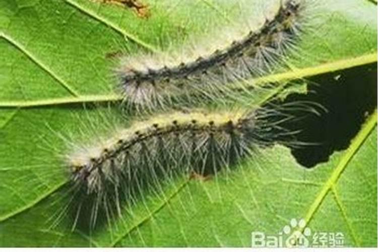 秋季守护：苹果秋幕毛虫的防治攻略