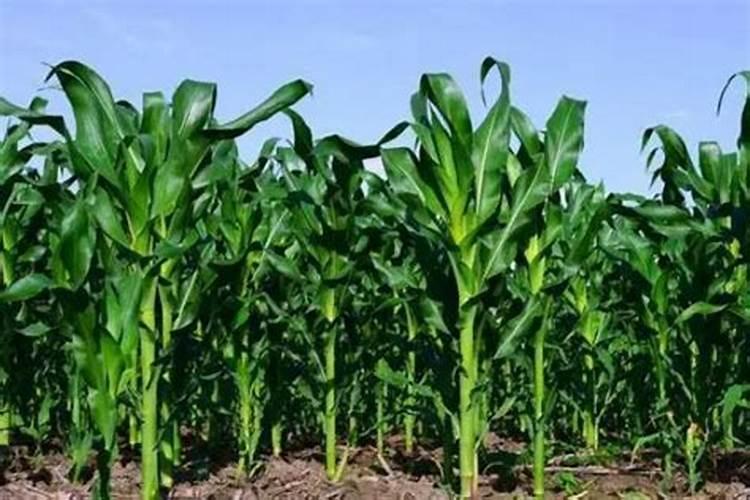 屯玉15号（玉米）的特点、产量及栽培要点？