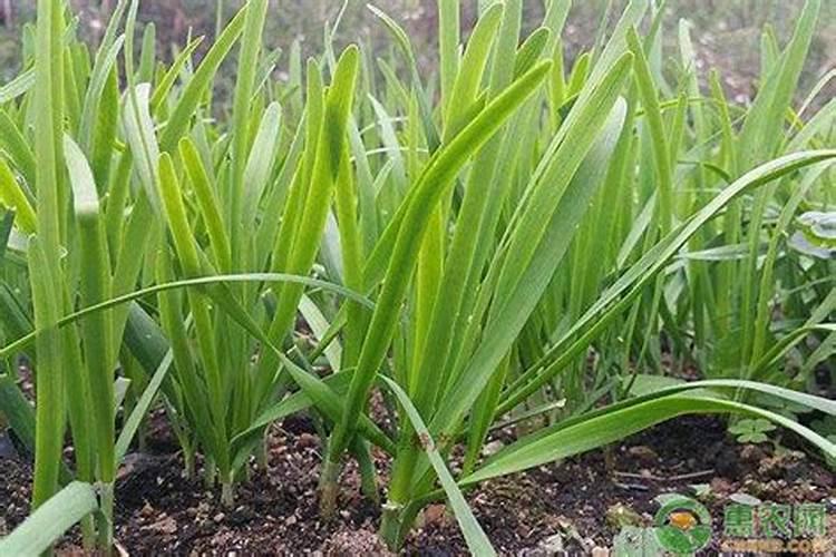 韭菜施肥及种植技术全解析：打造健康美味的绿色食品