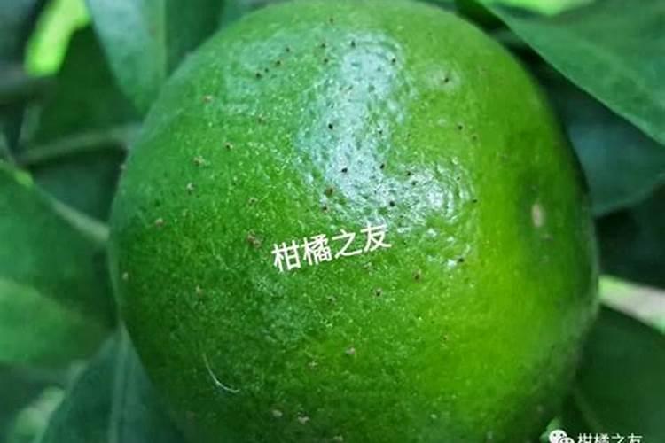 炔螨特：柑橘园的守护神—红蜘蛛防治利器