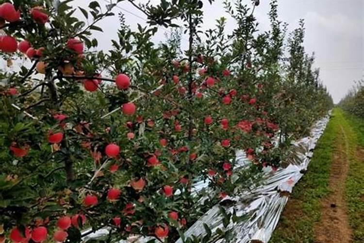 苹果树矮化密植栽培管理技术