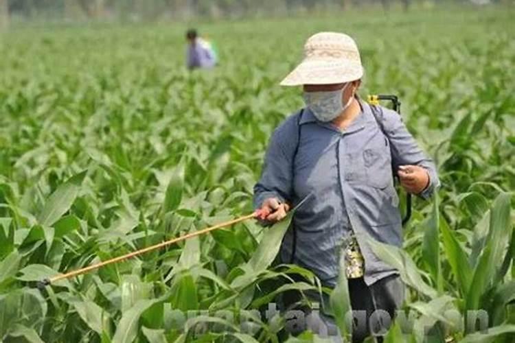 守护绿色餐桌：探究蔬菜常用农药的安全间隔期
