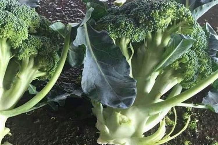 花椰菜缺钙的症状、发生条件及防止对策