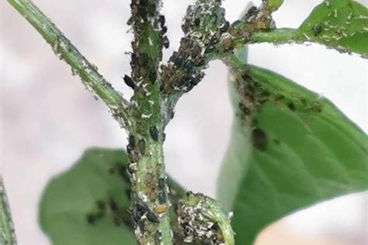 阳台上面的花卉出现了很多红蜘蛛的蚜虫,该如何治疗？