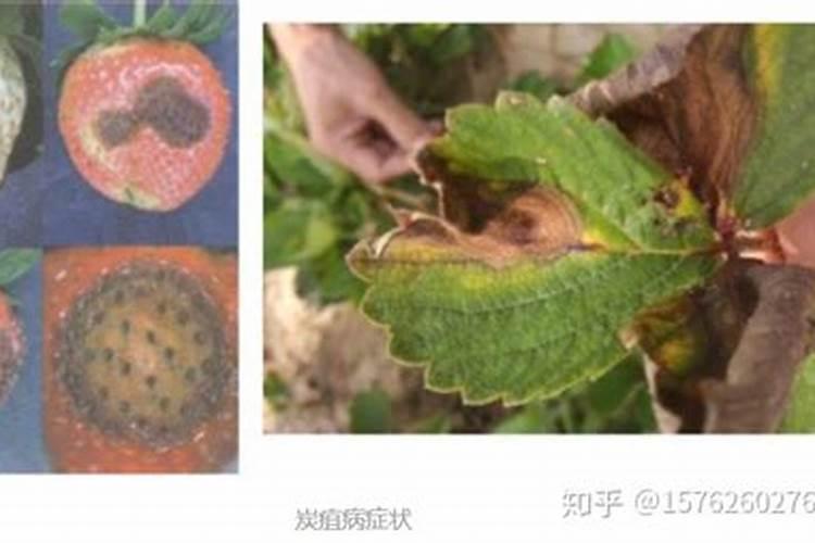 草莓炭疽病发病症状，草莓炭疽病的危害症状是什么？