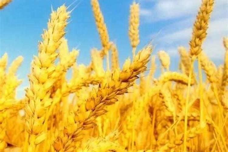 守护金色希望：四大战略要点消灭小麦害虫