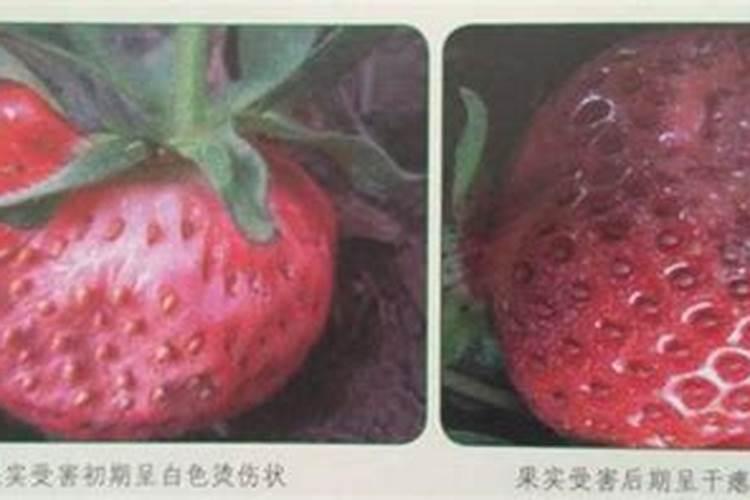 怎样防治棚栽草莓灰霉与白粉病？