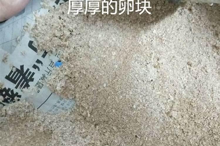 黄粉虫虫卵怎么保存