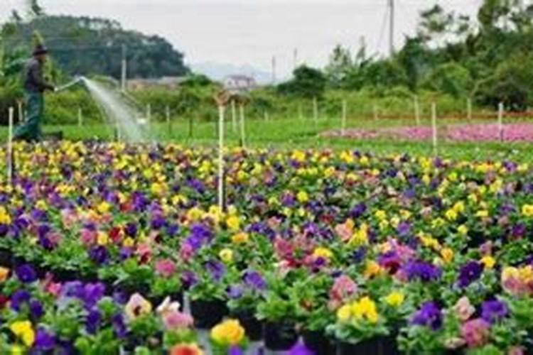 花卉施肥管理又有新奇招