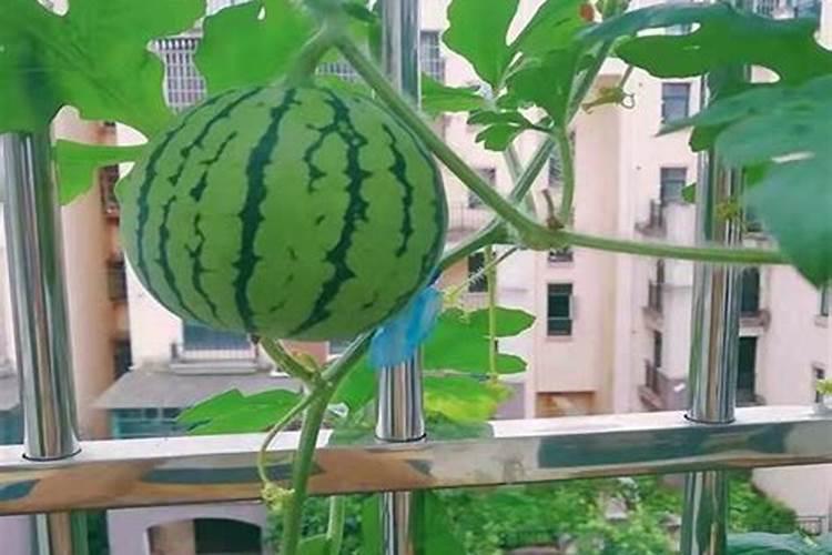 西瓜要施几次肥？