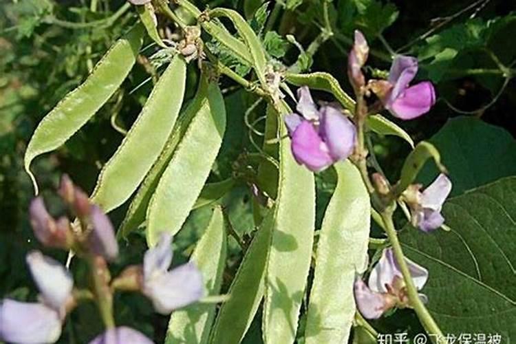 绿色药园：药用白籽扁豆的高效栽培技术揭秘
