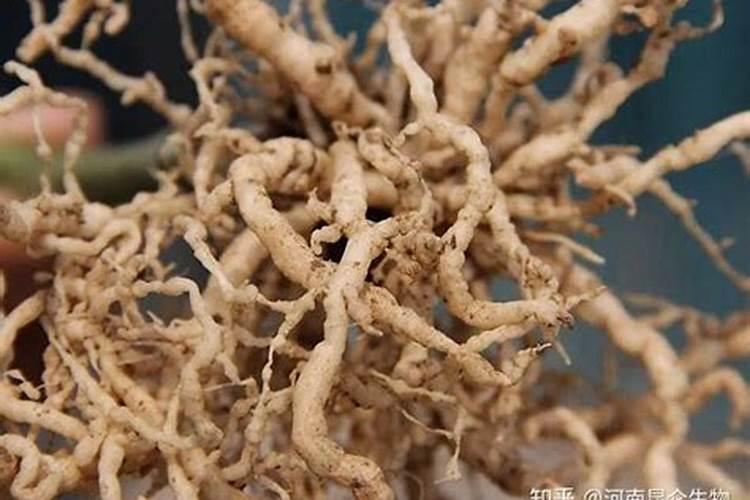守护绿意盎然：黄瓜根结线虫防治药的科学应用