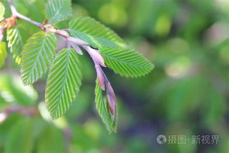 今年春天种的三华李,现在有些树尖枯死了,是怎么回事呢？(有图示)</p><p>建议；用甲基托布津和多菌灵混用，兑水600倍液喷施，7天一次连三次。喷药后下雨再喷药一遍。如果你地区雨量充沛，要经常喷药预防。</p><p><h3 ext>二、石硫合剂的配置方法及使用