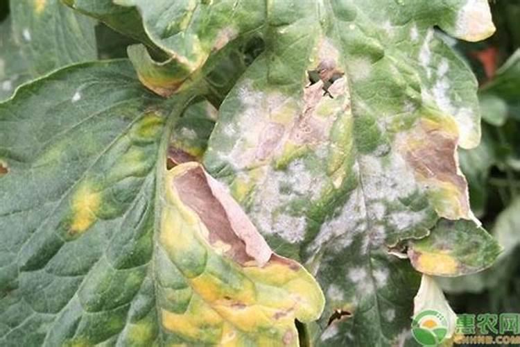 田野的隐形杀手：番茄白粉病的发生与农药防治策略